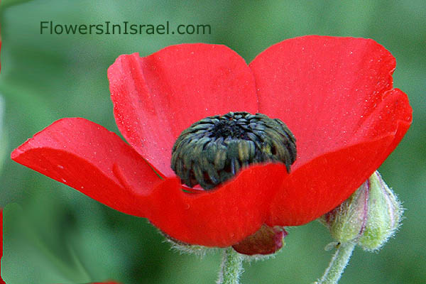 Ranunculus asiaticus, Turban Buttercup, נורית אסיה