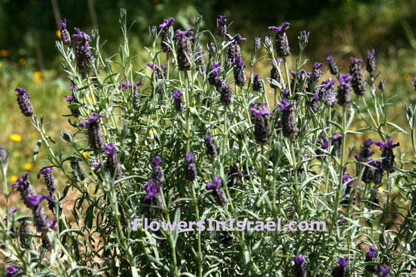 Lavandula stoechas, French Lavender, אזוביון דגול