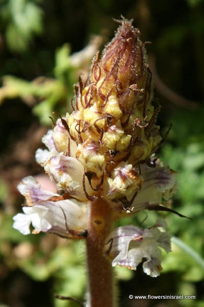 Orobanche crenata , Scalloped Broomrape, עלקת חרוקה