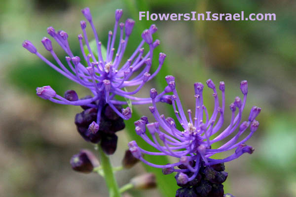 Leopoldia comosa, Purple Grape Hyacinth, מצילות מצוייצות