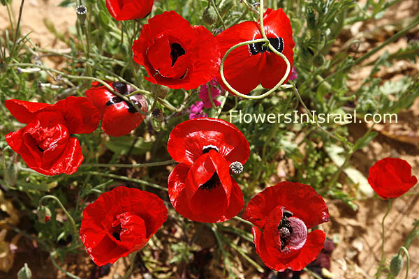 Papaver,Nitzanim, Flower buds, ניצנים