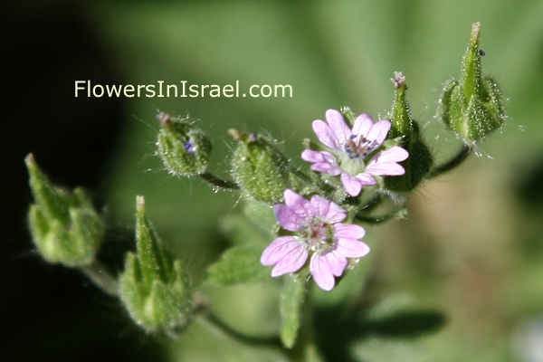 Geranium molle, Dove's-Foot Crane's-Bill, גרניון רך