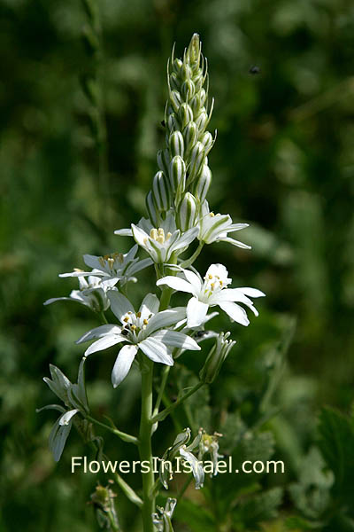 Ornithogalum narbonense, Narbonne Star-of-Bethlehem, נץ-חלב צרפתי