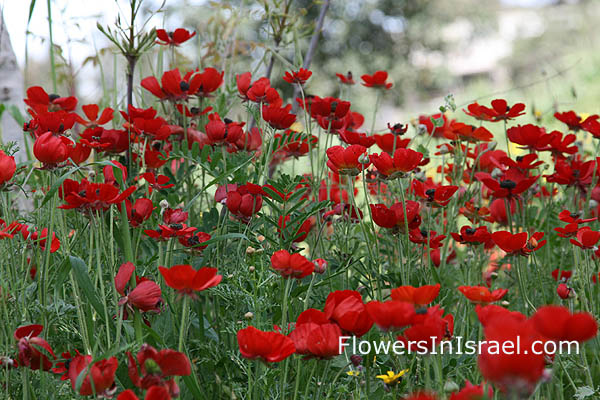 Ranunculus asiaticus, Turban Buttercup, נורית אסיה