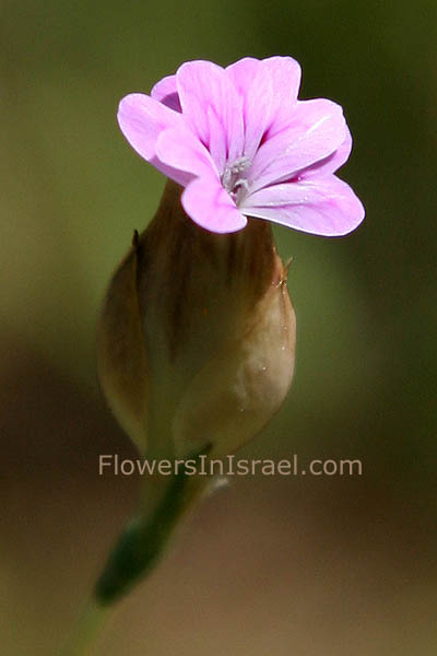 Petrorhagia velutina, Velutine Pink, חלוק שעיר