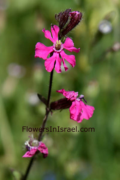 Silene palaestina, Palestine Campion, ציפורנית ארץ-ישראלית