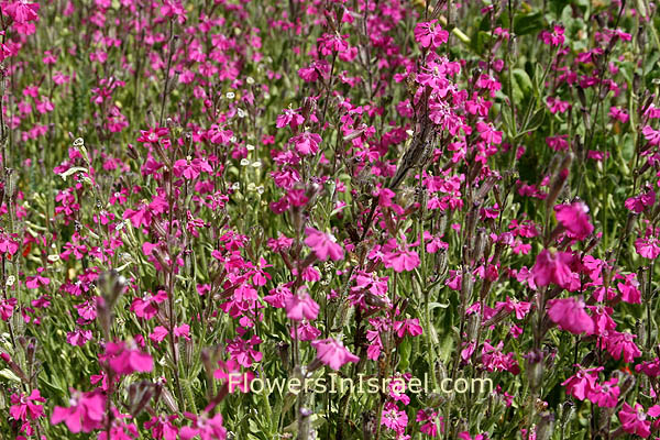 Silene palaestina, Palestine Campion, ציפורנית ארץ-ישראלית