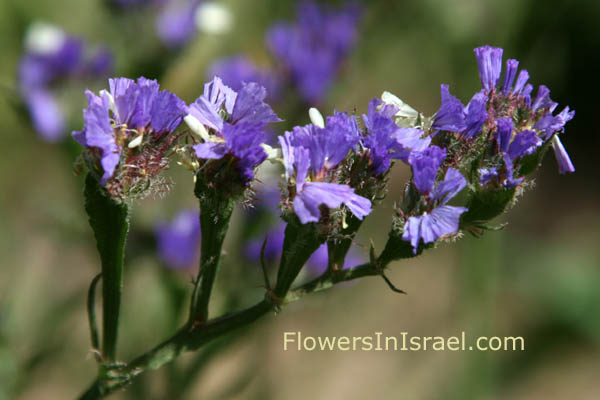 Limonium sinuatum, Cut-Leaf Sea-Lavender, עדעד כחול