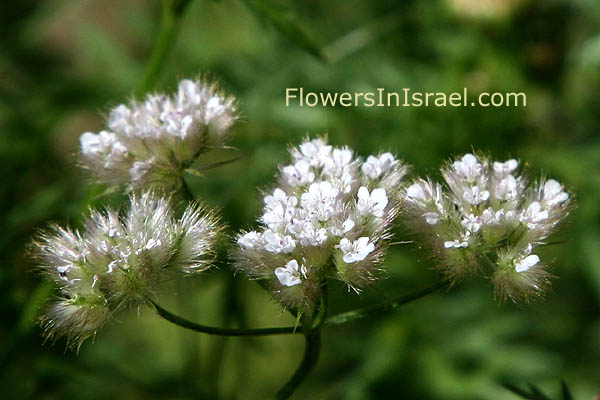 Chaetosciadium trichospermum, Hairy-seeded Chervil, שערור שעיר