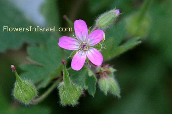 Geranium rotundifolium, Roundleaf Geranium, עגול גרניון