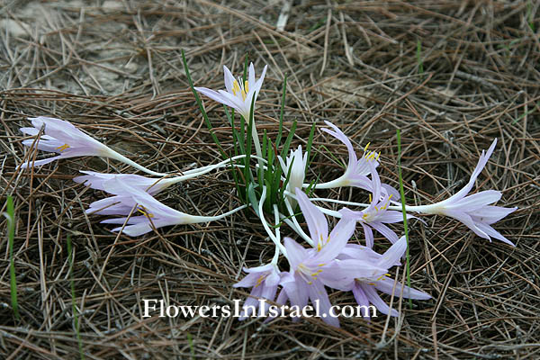 Colchicum stevenii,Steven's Meadow saffron, סתוונית היורה