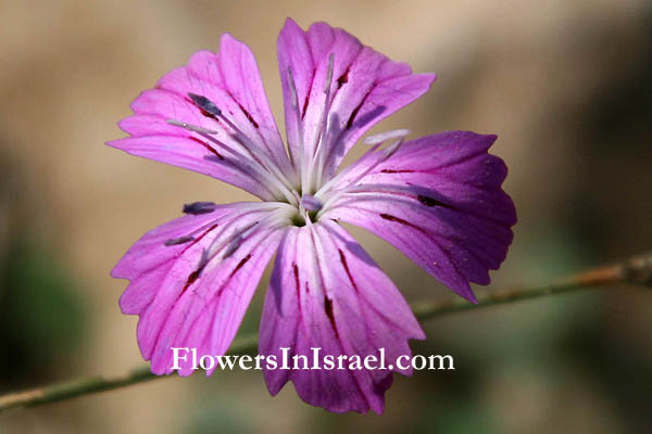 Dianthus strictus, Wild Pink, צפורן נקוד