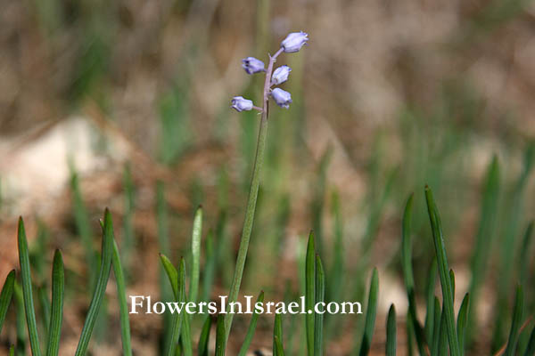 Muscari parviflorum,Autumn Grape Hyacinth,Muscari autumnalis, Bothryanthus parviflorus, Lesser Grape Hyacinth, כדן קטן-פרחים