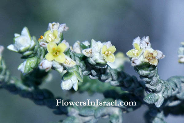 Thymelaea hirsute, Shaggy Sparrow-Wort,Spur flax, מתנן שעיר