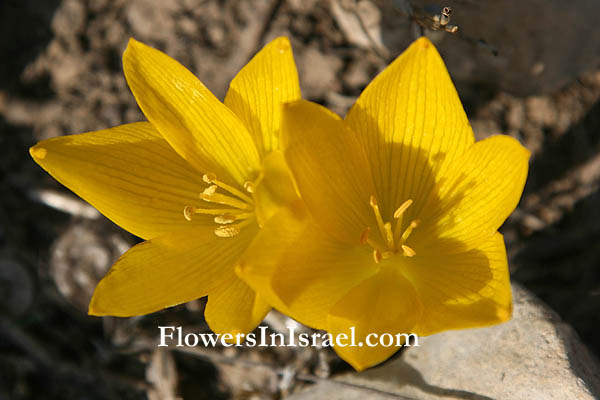 Sternbergia clusiana, Sternbergia spaffordiana, Sternbergia, Autumn Crocus, Autumn Daffodil, חלמונית גדולה