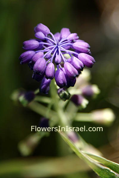 Leopoldia bicolor, Coastal leopoldia, מצילות החוף