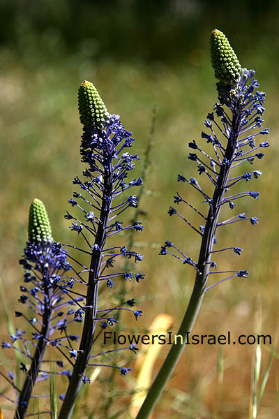 Scilla hyacinthoides, Hyacinth Squill, בן-חצב יקינתוני   