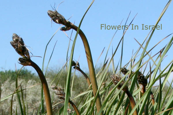 Flowers in Israel .com