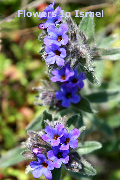 Anchusa tinctura, Alkanna tuberculata, Dyer's Bugloss, אלקנה הצבעים