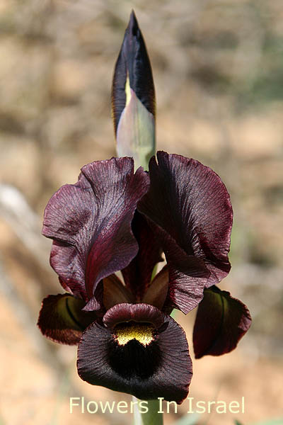 Iris atropurpurea, Coastal Iris, אירוס הארגמן