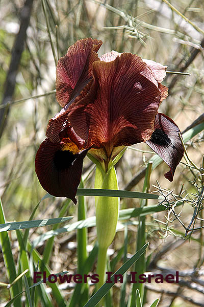 Iris atropurpurea, Coastal Iris, אירוס הארגמן