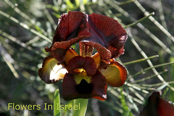 Iris atropurpurea, Coastal Iris, אירוס הארגמן