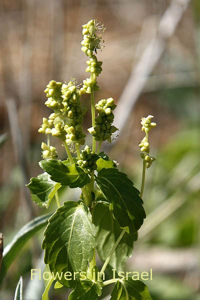 Mercurialis annua, Annual Mercury, מצויה מרקולית