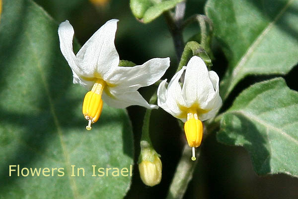 Solanum nigrum, Black- or common nightshade, סולנום שחור