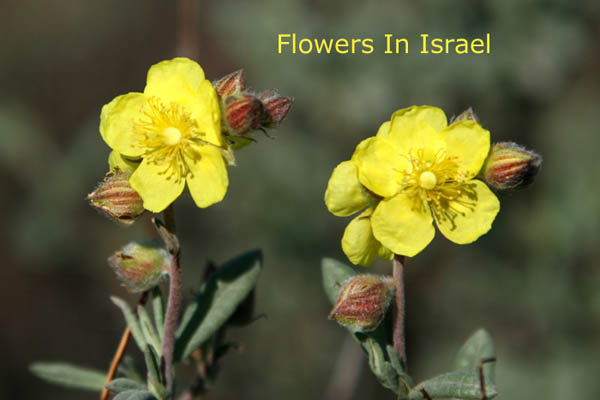 Helianthemum stipuatum, Sun-Rose, שמשון סגלגל