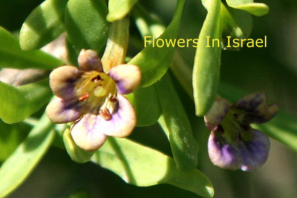 Lycium schweinfurthii,  Boxthorn, אטד החוף