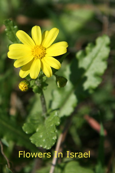 Senecio vernalis, Spring Groundsel,  סביון אביבי