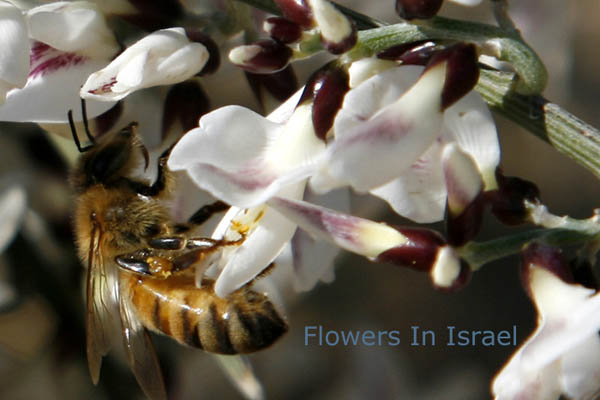 Retama raetum, White  Broom, רותם המדבר