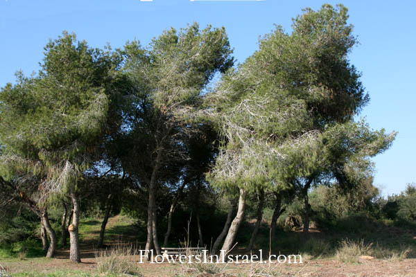 Poleg Gateway Nature Reserve, שמורת טבע פולג, Hashelosha Grove