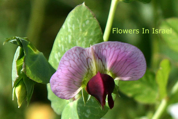 Pisum sativum, Garden pea, common pea, אפון נמוך