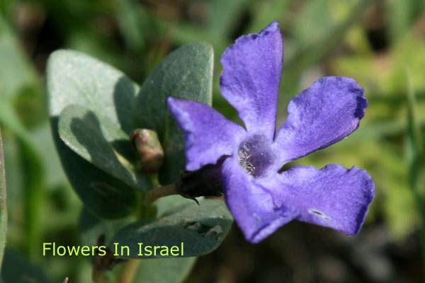 Vinca herbacea, Herbaceous Periwinkle, וינקה עשבונית