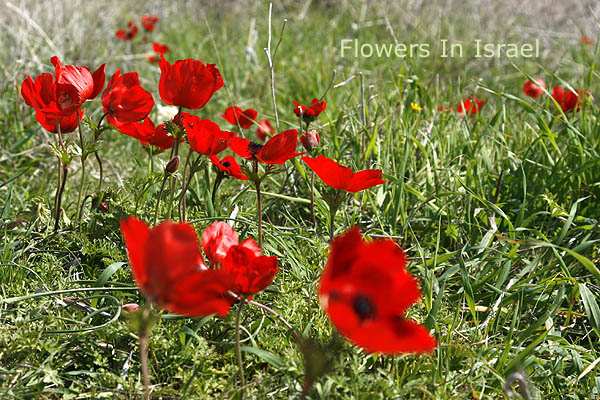 Anemone coronaria, Crown Anemone, כלנית מצויה