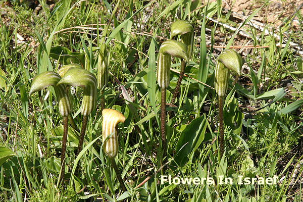 Arisarum vulgare, Aharon's Rod, לופית מצויה