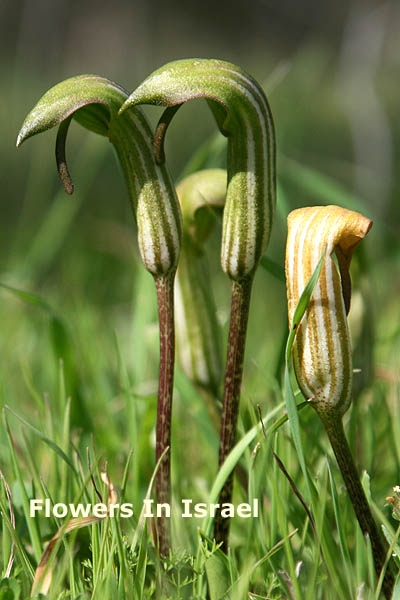 Flora, Israel, Flowers