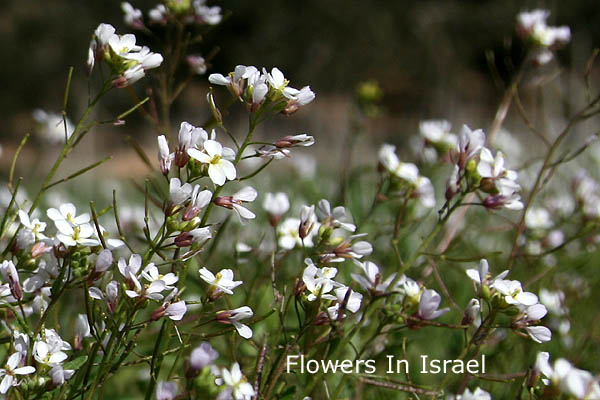 Diplotaxis erucoides, White Wall-rocket, טוריים מצויים