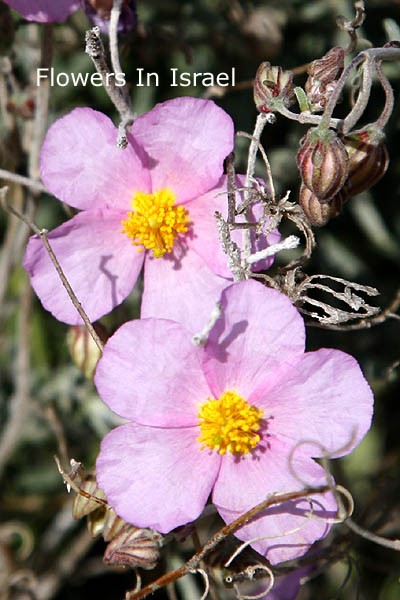 Helianthemum vesicarium, Pink Sun-rose,שמשון הדור