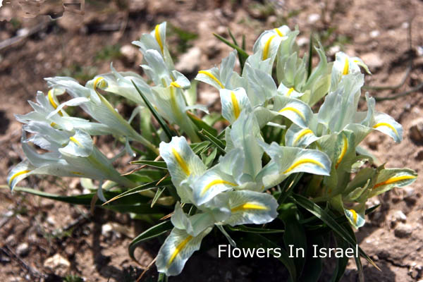 Iris palaestina, Palestine Iris, אירוס ארץ-ישראלי