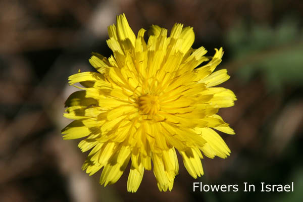 Leontodon tuberosa, Bulbous Dandelion, קרם   כתמה עבת-שורשים