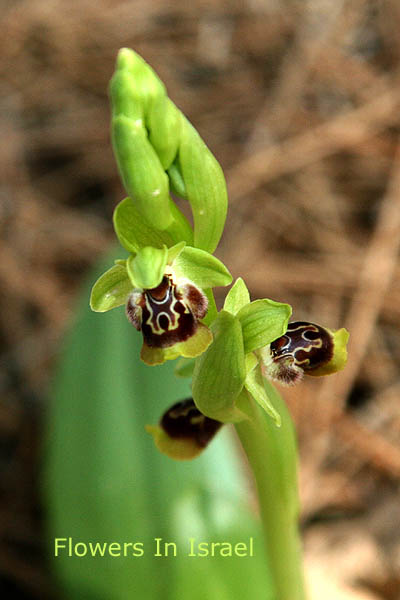 Ophrys, Bee-Orchid, דבורנית