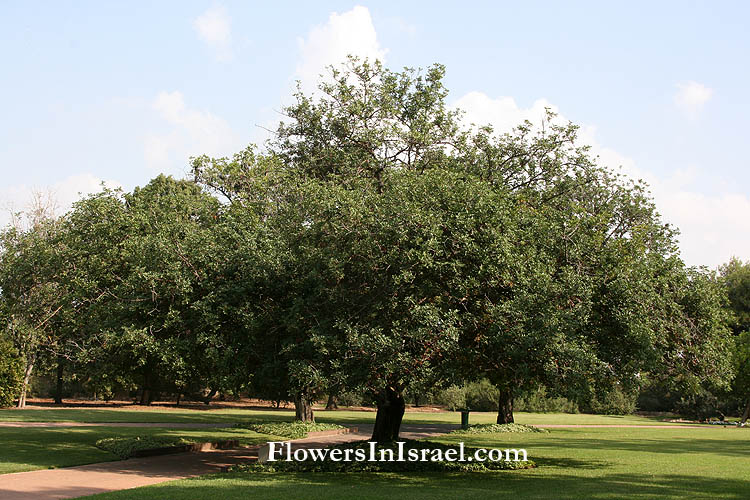 Zichron Yaakov, Ramat HaNadiv, Memorial Gardens, Ceratonia siliqua, carob, חרוב מצוי