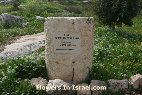 Wildflowers in Israel