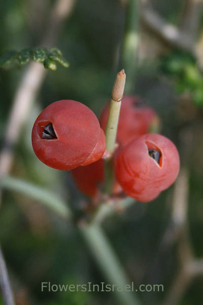 Ephedra foeminea, Leafless Ephedra, שרביטן מצוי