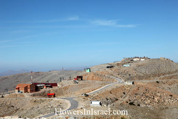 Mount Hermon, Flowers in Israel