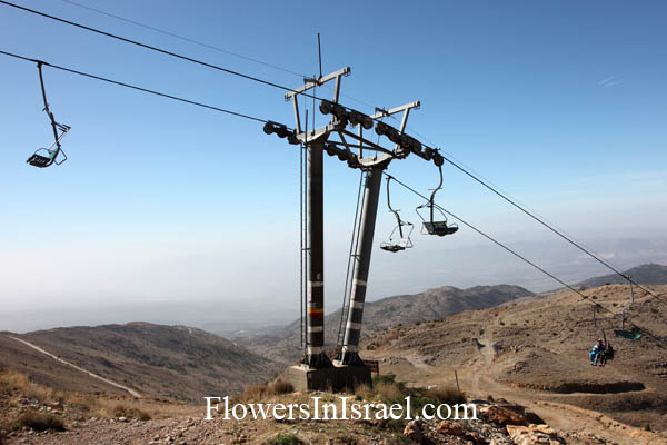 Mount Hermon,Flowers in Israel